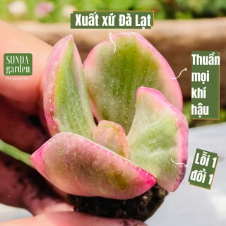 Sen đá thạch bích var sữa SONDA GARDEN size mini 2.5-4cm, cây cảnh trang trí nhà cửa, lỗi 1 đổi 1