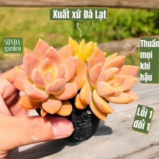 Sen đá đá đỏ SONDA GARDEN size bé 5-8cm, cây cảnh trang trí nhà cửa, lỗi 1 đổi 1