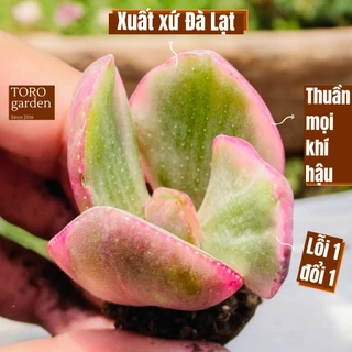 Sen đá thạch bích var sữa Đà Lạt size mini cây cảnh trang trí nhà cửa Toro garden