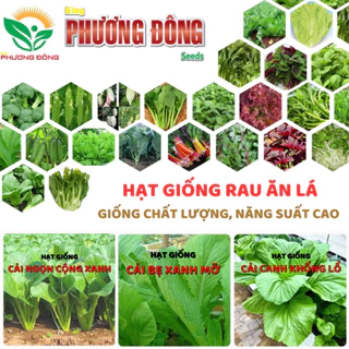 HẠT GIỐNG RAU ĂN LÁ DỄ TRỒNG, NĂNG SUẤT CAO - HẠT GIỐNG KING PHƯƠNG ĐÔNG