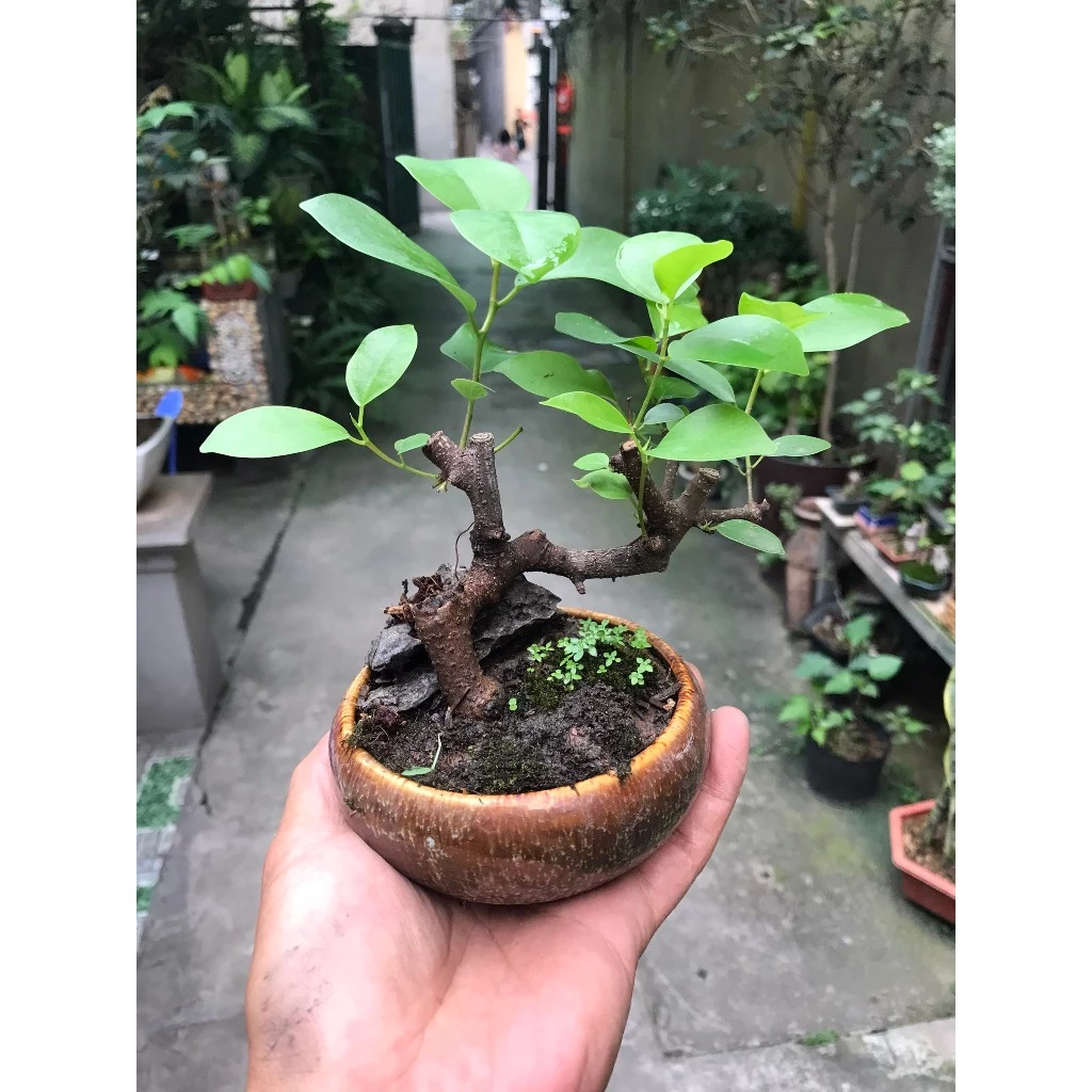 cây sanh, si búp đỏ mini bonsai