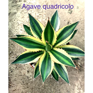 Dứa nam mỹ ( agave )