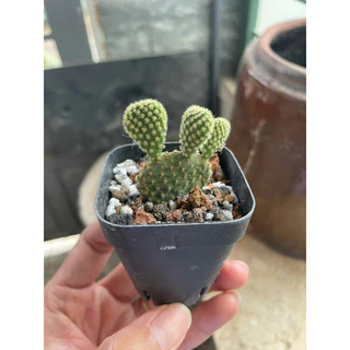 Xương rồng tai thỏ🌵🌵