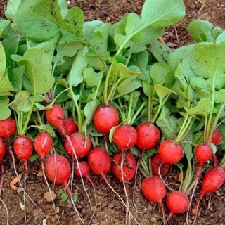 Hạt giống củ cải đỏ tròn F1 siêu trái, ngắn ngày, ăn ngon, trồng quanh năm