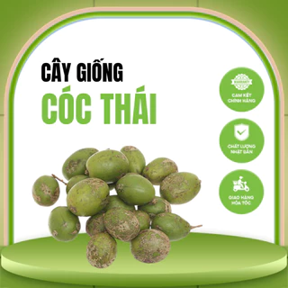 Giống Cây Cóc Thái Siêu Quả Dễ Trồng Ít Sâu Bệnh - Nông Trại Thắng Lợi