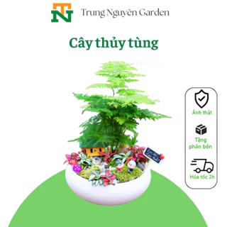 (33) Cây  thủy tùng, cây măng tây cảnh, cây nội thất để bàn.