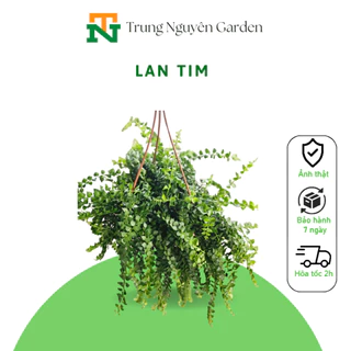 (40) Cây lan tim, lan tim rủ, cây treo ban công, cây rủ