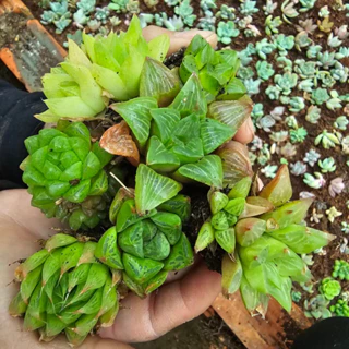 Sen đá haworthia vỉ mini HƯƠNG GIANG GARDEN đa dạng chủng loại size 2-3 cm