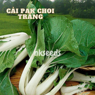 Hạt giống Cải Pak Choi Trắng F1 gói 10gram