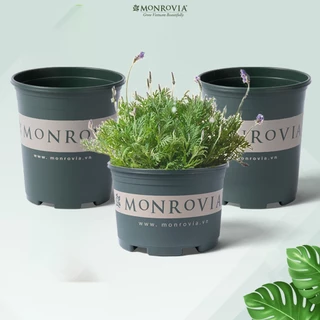 Chậu nhựa trồng cây MONROVIA SIZE NHỎ để bàn, treo ban công, treo tường, ngoài trời, sân vườn, tiêu chuẩn Châu Âu