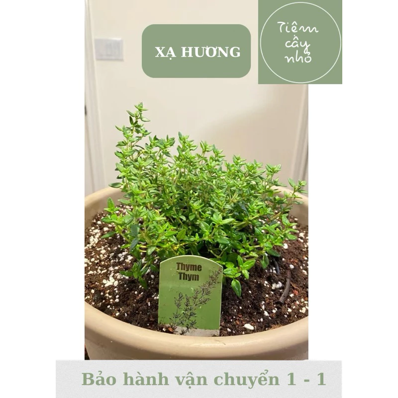 Cây gia vị Âu: Xạ hương - Thyme - Cây mang hương thơm nhẹ nhàng - Ưa nắng