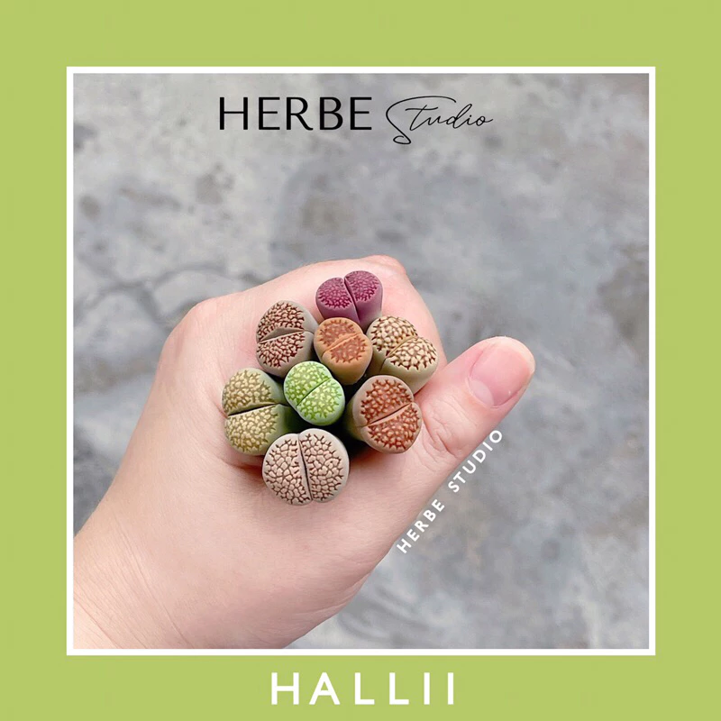 [herbe.studio] Sen mông, thạch lan - Lithops Hallii