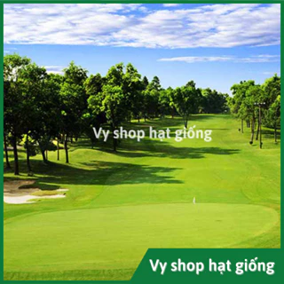 Gói 100g hạt giống cỏ thảm Bent Grass trồng sân Golf, sân bóng, trang trí sân vườn, tiểu cảnh