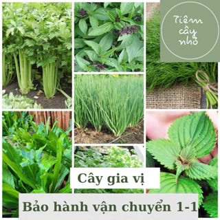 Combo 5 dòng rau gia vị: Cần tây,ngò om,rau răm,diếp cá,tía tô - Bầu ổn định - Phát triển nhanh - Tăng hương vị món ăn