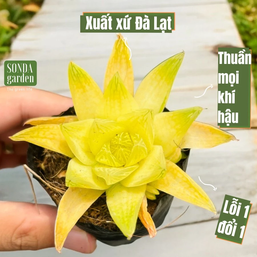 Sen đá ngọc lá chanh SONDA GARDEN size bé 5-8cm, cây cảnh trang trí nhà cửa, lỗi 1 đổi 1