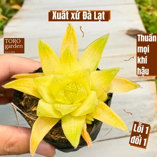 Sen đá ngọc lá chanh Đà Lạt size bé cây cảnh trang trí nhà cửa Toro garden