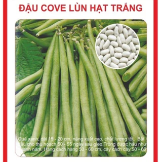 Hạt giống đậu cove lùn hạt trắng ( cove bụi gói 50gram )