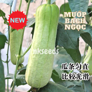 Hạt giống Mướp Bạch Ngọc Đài Loan_giống mới