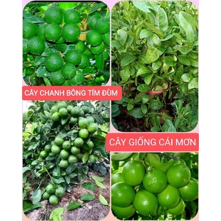 5 CÂY CHANH BÔNG TÍM ĐÙM TỨ QUÝ