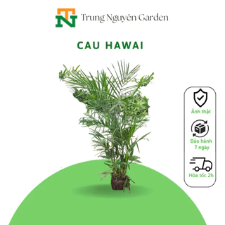 Cau hawai , cây nội thất, sân vườn, ban công