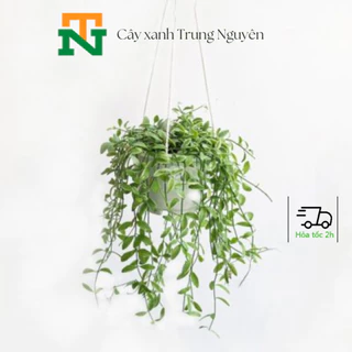 Cây lan hạt dưa, cây rủ treo ban công, tường.