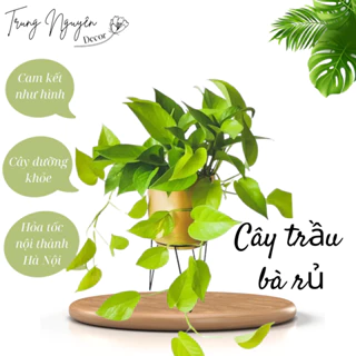 Cây trầu bà rủ, cây vạn niên thanh rủ, cây nội thất, treo ban công, tường.