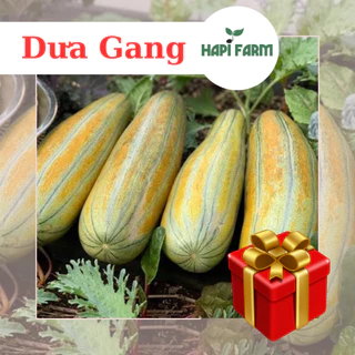 Hạt Giống Dưa Gang, 1gr, trái dài, thơm ngon