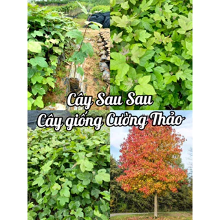 Cây giống Sau Sau (mua 10 tặng 1)