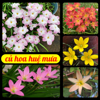 Củ giống hoa huệ mưa nhiều màu (10 củ) - hoa đẹp, dễ trồng, ít chăm sóc, trồng quanh năm