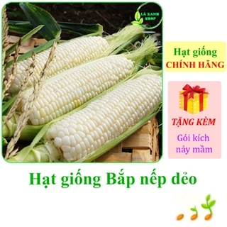 [Seeds] Hạt giống Bắp nếp dẻo Rạng Đông Rado 936 (gói 10 gram khoảng 40 hạt) - Hàng chính hãng