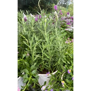 Chậu cây hoa Lavender Dentata (oải hương lá xẻ) như hình - Lá siêu thơm có thể làm tinh dầu - Trồng nơi mát mẻ, nắng nhẹ