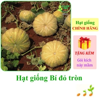 [Seeds] Hạt giống Bí đỏ tròn OP Rạng Đông Rado 111 (gói 5 gram khoảng 40 hạt) - Hàng chính hãng