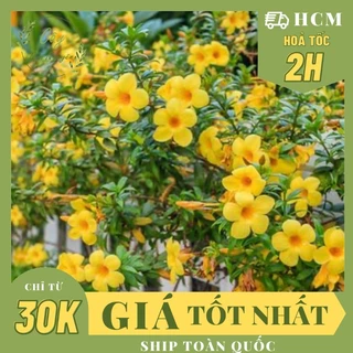 GIỐNG CÂY HOA HUỲNH ANH VÀNG, (cao 25-30cm), Hoa giống cảnh sân vườn, ban công, dễ trồng, nở quanh năm, Cây Tươi Nguyên