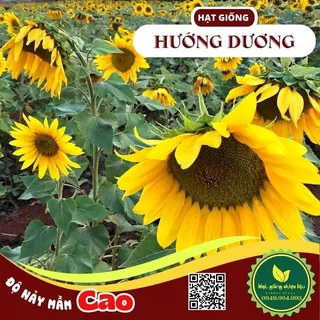 Hạt giống Hoa Hướng Dương BlackOil Vàng