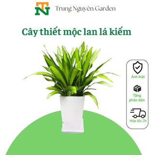 Cây thiết mộc lan lá kiếm, thiế mộc lan lá, cây nội thất, sân vườn.