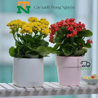 (47) Cây hoa sống đời, cây bỏng lẻ, cây nội thất, sân vườn.