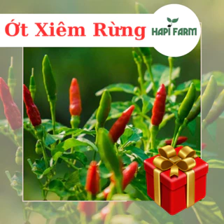 Hạt Giống Ớt Xiêm Rừng gói 0.1gr, siêu cay, sai trái