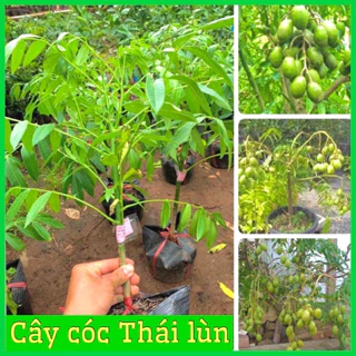 Hạt giống cây cóc thái siêu trái dể trồng-gói 3 hạt-tặng kèm gói phân bón lót