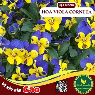 Hạt giống Hoa Violet ( Viola) - Hoa ngày lễ tình nhân