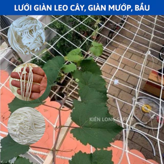 Lưới làm giàn leo , giàn mướp bầu bí ( nhiều kích thước )