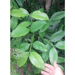 Cây giống bứa rừng GIỐNG CHUẨN ( rau rừng ) (CÂY LỚN, cao 60-70cm)