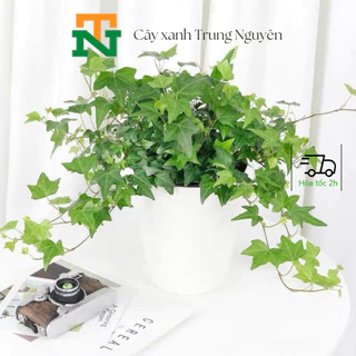 Cây thường xuân, thường xuân cẩm thạch, cây rủ ban công.