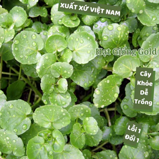 Hạt giống xà lách Xoong Rado giàu dinh dưỡng chịu nhiệt tốt rau xà lách dễ trồng năm Hạt giống Gold