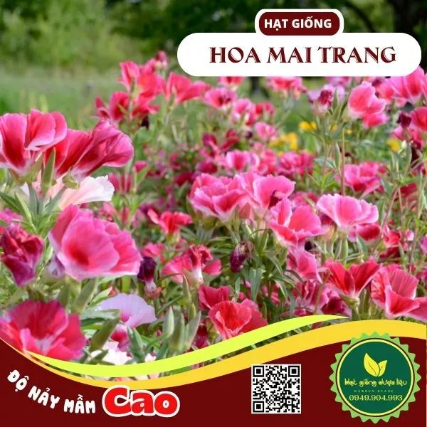 Hạt giống Hoa Mai Trang GODETIA