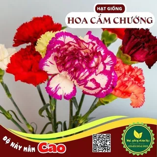 Hạt giống Hoa Cẩm Chướng Mix nhiều màu