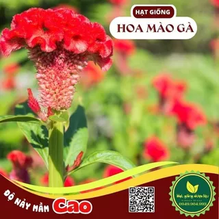 Hạt giống Hoa Mòng Gà - Mào Gà