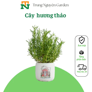 Cây hương thảo, cây nội thất cao 30-40cm.