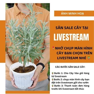 Cây Sale Tại Livestream, Khách Nhớ Chụp Màn Hình Cây Săn Được Trong Phiên Live Nhé - Jun Garden