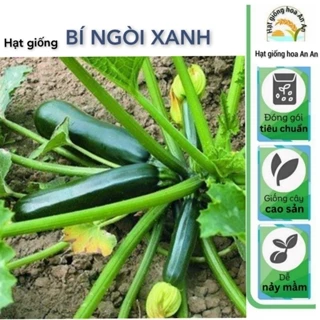 Hạt giống Bí Ngòi xanh | Hạt giống bí ngồi F1 | Hạt giống tốt tỷ lệ nảy mầm cao