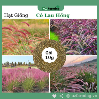 Hạt Giống Cỏ Lau Hồng - Gói 10gram - AZ Farming